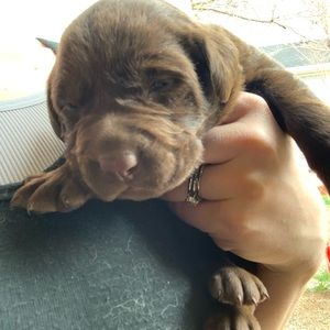 Meet your Posher, Brittany